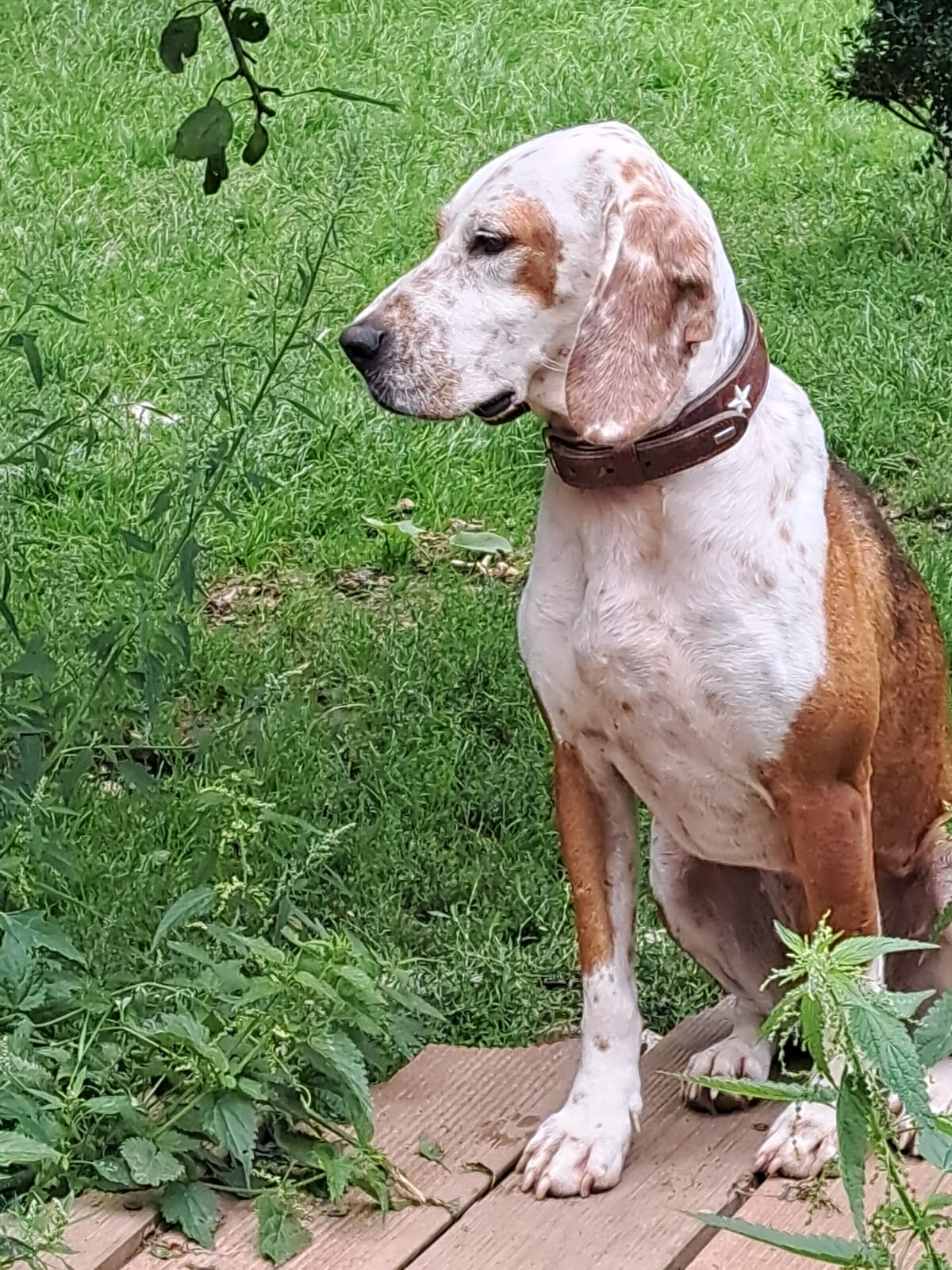 Malwine – Krambambulli Jagdhundhilfe e.V. Malwine – Krambambulli Jagdhundhilfe e.V.